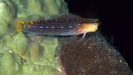 Pictus Blenny